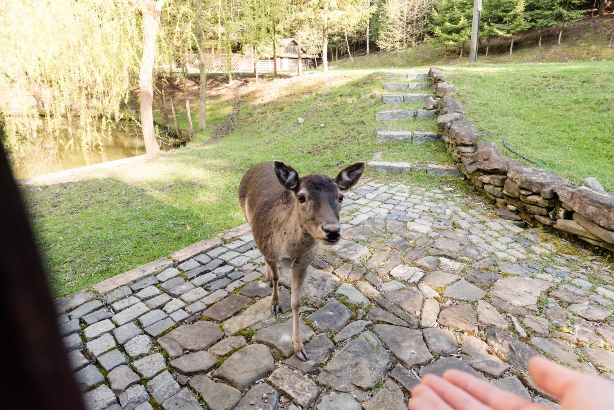 Pensiunea Casa Bunicilor Manastirea Humor Exterior foto